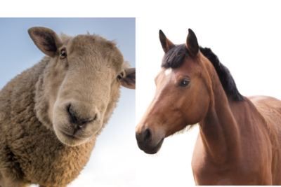 Tosatrice 48V Doppia Batteria 3.0Ah Equini Ovini Cavalli Valigetta Accessori Tosatrice 48V Doppia Batteria 3.0Ah Equini Ovini Cavalli Valigetta Accessori