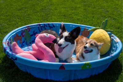 Piscina per Cani Ø160cm Antiscivolo | Pieghevole Resistente e Facile da Riempire 