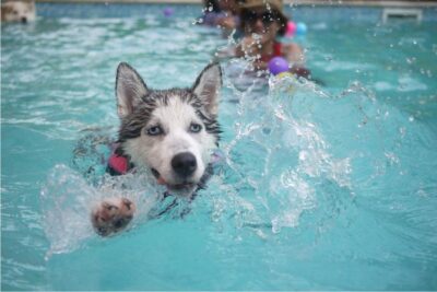Piscina per Cani Ø160cm Antiscivolo | Pieghevole Resistente e Facile da Riempire 