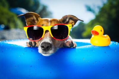 Piscina per Cani Ø160cm Antiscivolo | Pieghevole Resistente e Facile da Riempire 