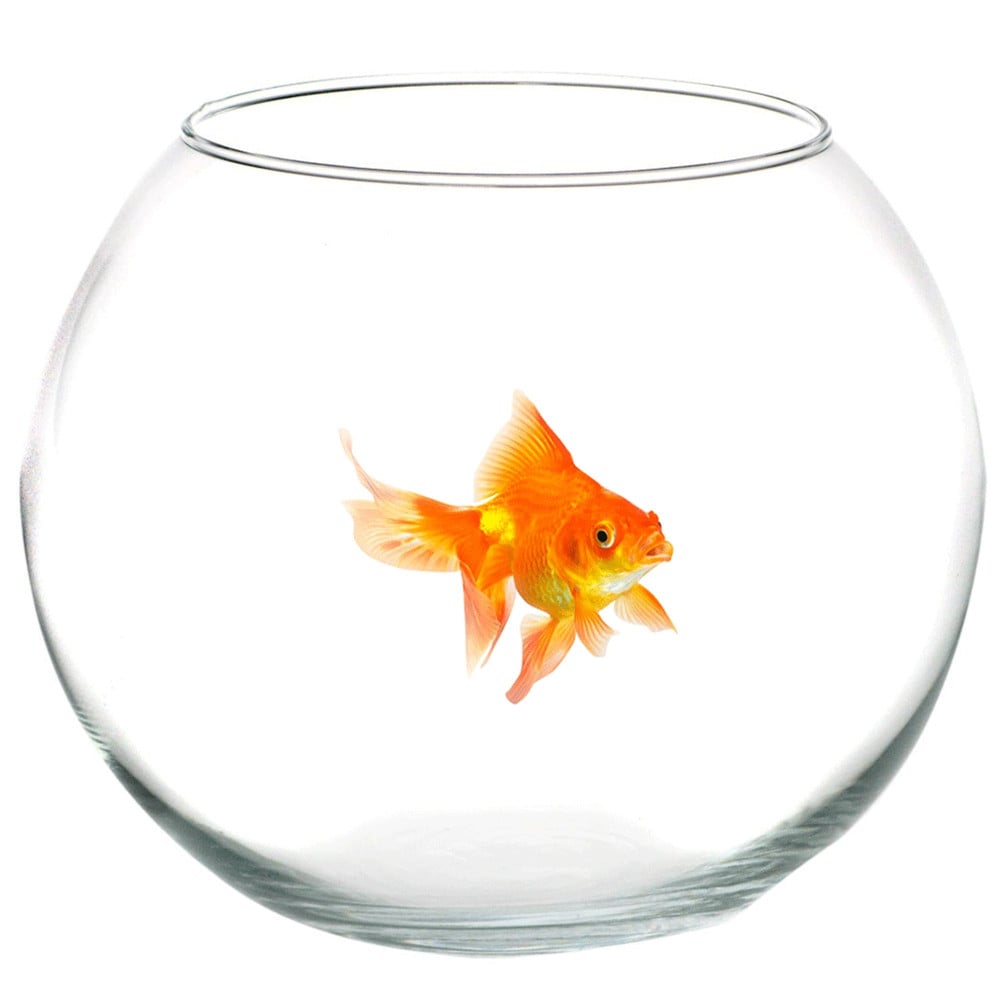 ampolla-boccia-per-pesci-in-vetro-35-cm-acquario-pesce-rosso-centrotavola.jpg Boccia Acquario In Vetro 35cm Per Pesci Rossi